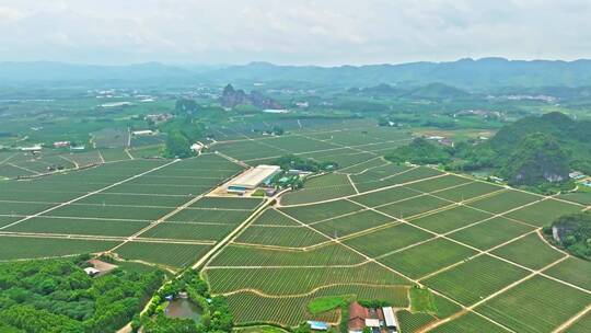 广西火龙果生产种植基地外景航拍