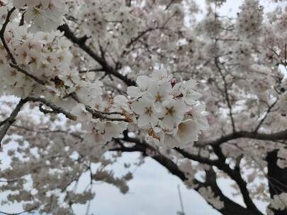 冰雪中的回声 回声 冰雪 寂静 独行