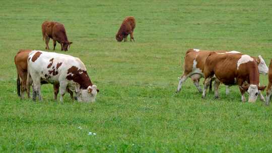 动物集锦澳大利亚草原畜牧区吃草的牛