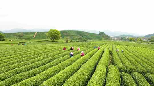 杭州西湖龙井茶园龙坞茶园航拍