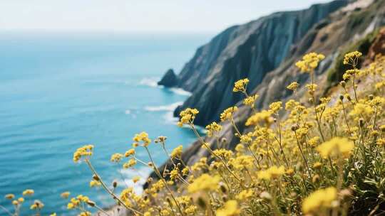 海边悬崖旁的黄色小花景观