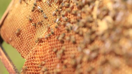 蜜蜂酿蜜视频素材模板下载