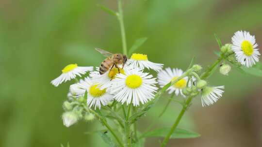 小清新鲜花阳光蜜蜂采蜜和雏菊4k