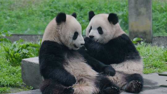熊猫大熊猫幼崽