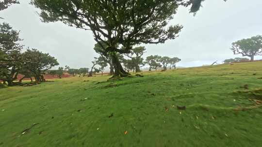 马德拉，葡萄牙， Fpv，树