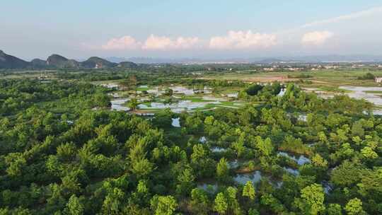 航拍广西桂林会仙湿地白鹭栖息地