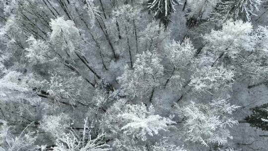 航拍雪后森林