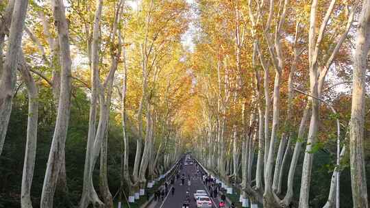 南京秋天 梧桐大道 陵园路