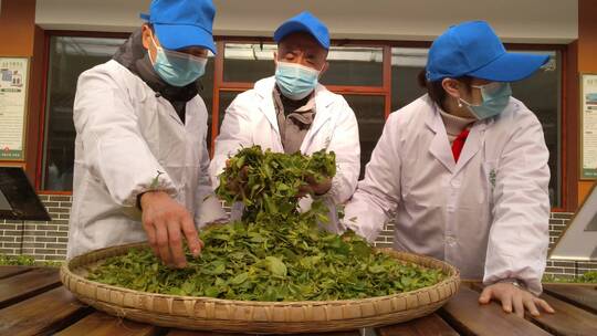 名茶湖北恩施州非遗技艺手工茶玉露茶蒸青茶