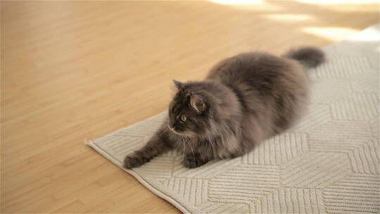 地毯上的宠物猫咪视频素材模板下载