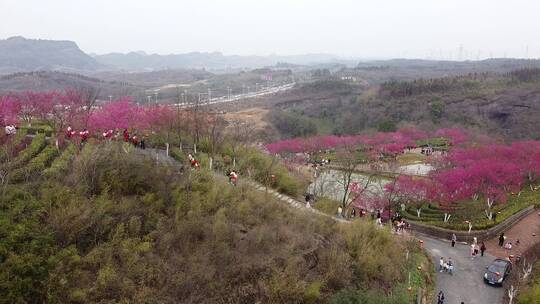 郴州高椅岭景区粉红樱花园航拍3