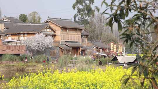 成都天府正兴官塘新村油菜花田园春天