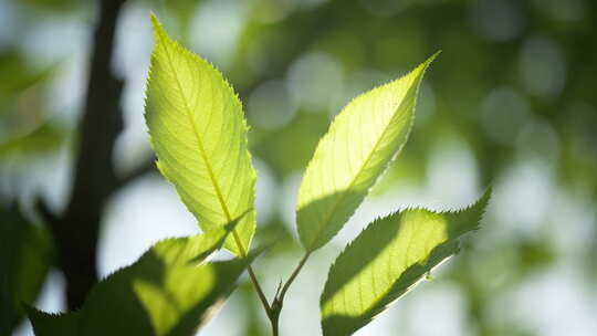 春天嫩绿的樱花树叶发芽透光