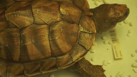 海龟陆龟乌龟玳瑁甲壳爬行动物标本视频素材模板下载