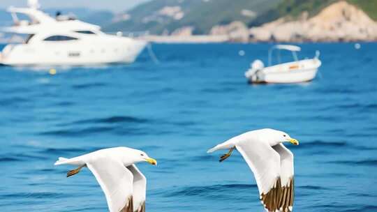 海上飞翔的海鸥与游艇景观