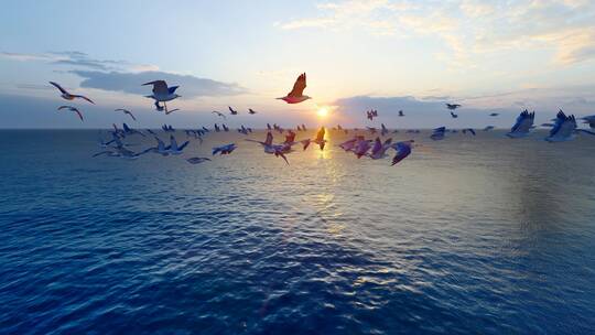 4k 海鸟在海面盘旋飞舞