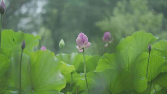 夏日荷花