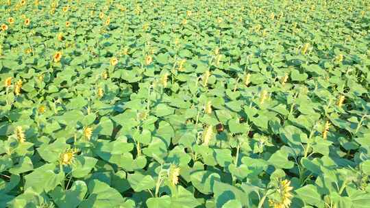 航拍田地里的种植的向日葵