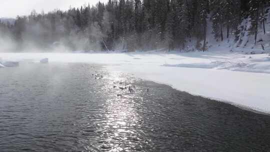 冬季喀纳斯晨雾雪蘑菇雾凇冰河野鸭雪山森林