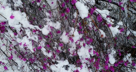 航拍雪压杜鹃（五月末杜鹃花开时普降瑞雪）