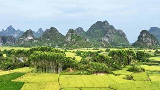 秋天阳光下桂林喀斯特山峰下的金黄色稻田