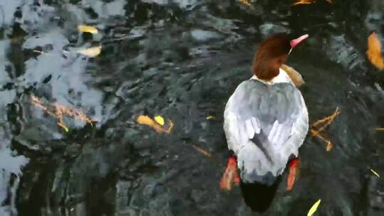 鸭子在湖里游泳视频素材模板下载