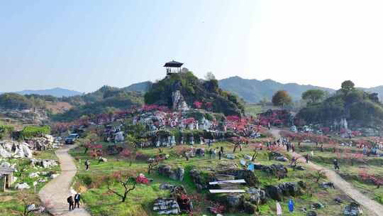 桃花树桃花林桃花山