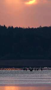 竖屏4K 夕阳湖面水鸟