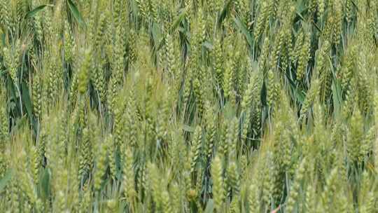 快成熟的小麦麦田