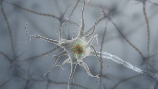医学生物细胞神经系统纤维束轴突