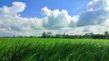 蓝天白云下的绿色稻田高清在线视频素材下载