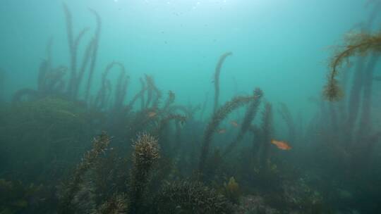 海底海草鱼类海洋生物