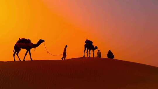 日落黄昏沙漠中的骆驼