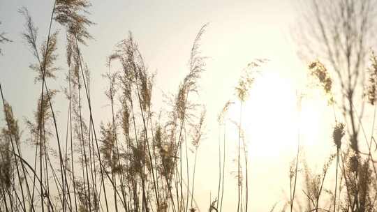 芦苇 风景 风光 草 湿地 夕阳 阳光