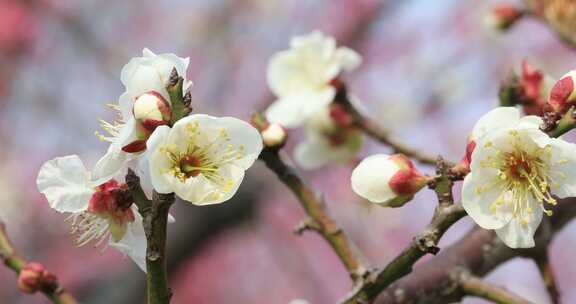 阳光轻轻摇摆梅花 立春花开微风 微距特写