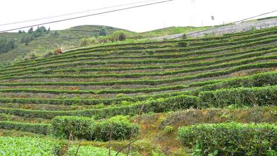 山地茶叶种植实拍