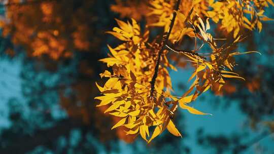 秋天黄昏落日下的树叶