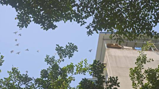 抬头看绿树街道上飞过的鸽群主观意向镜头