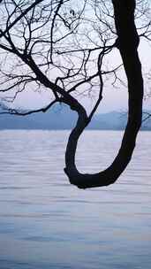 夕阳下西湖边曲折的树枝