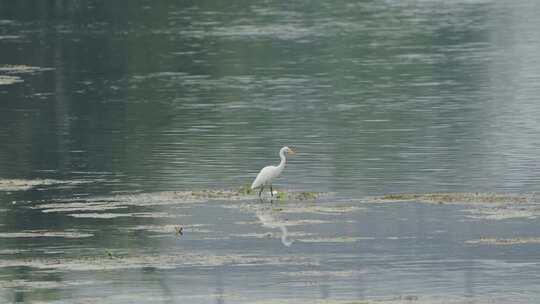 湿地的白鹭飞翔和觅食