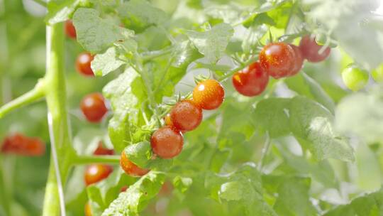 唯美西红柿蕃茄圣女果温室棚架种植农业水果视频素材模板下载