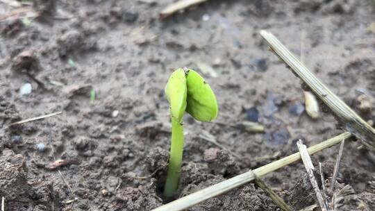 发芽的豆子植物视频素材模板下载