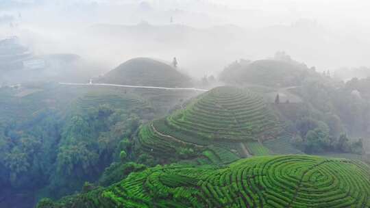 四川雅安大地指纹茶山茶园日出晨雾航拍