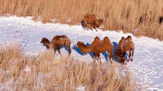 冬天草原上的骆驼