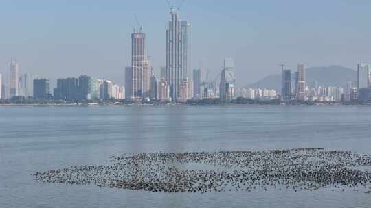 深圳湾候鸟鸬鹚群