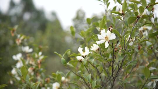 茶花茶树山茶籽茶油农业视频素材模板下载