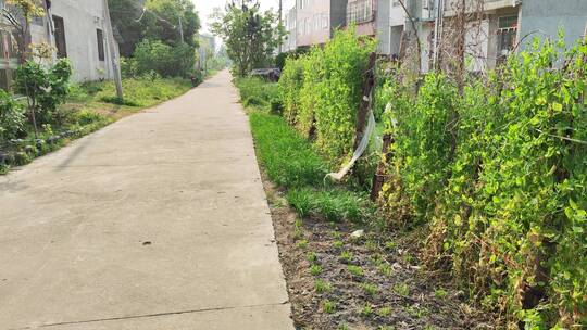 疫情城市农村街道菜园春天绿色植物