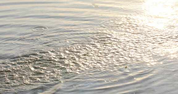 柳条击打在金色湖面上 湖面美丽的水花波纹