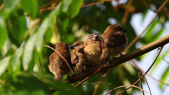 在树上休息的一群鸟