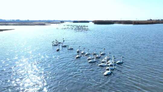 内蒙古哈素海候鸟成群航拍